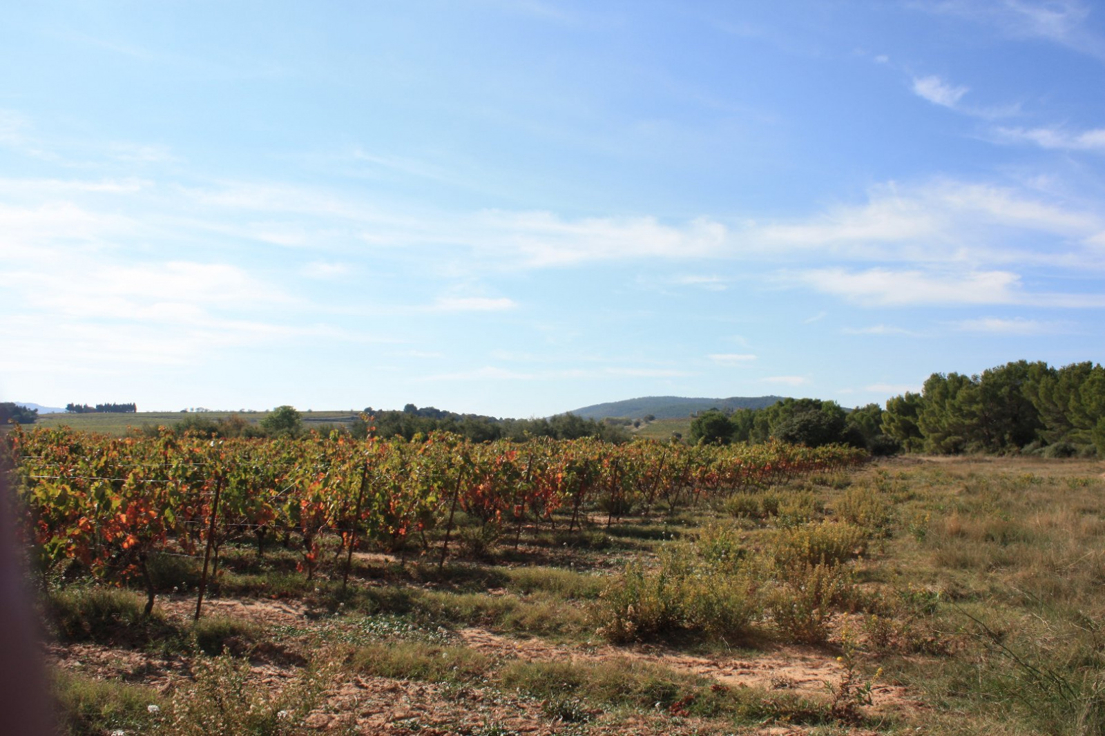 Image_, Terrain agricole, Boutenac, ref :110104456
